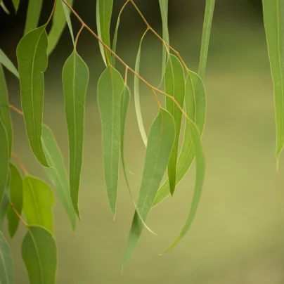 Eukalyptus vejčitolistý - Blahovičník - Eucalyptus ovata - semena - 10 ks