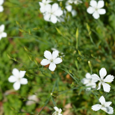 Hvozdík kropenatý bílý - Dianthus deltoides - semena - 100 ks