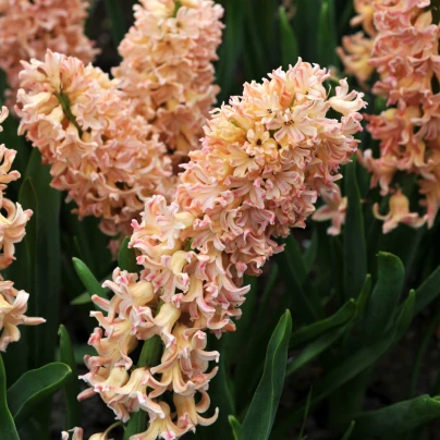 Hyacint Odysseus - Hyacinthus - cibuloviny - 1 ks