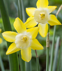 Narcis Hillstar - Narcissus - cibuloviny - 3 ks