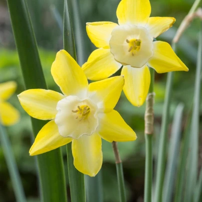 Narcis Hillstar - Narcissus - cibuloviny - 3 ks