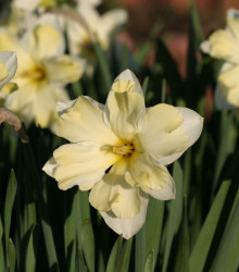 Narcis Cassata - Narcissus - cibuloviny - 3 ks
