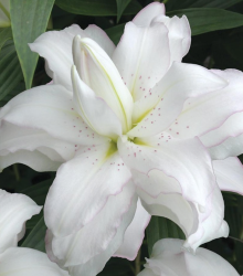 Lilie Lotus Beauty - Lilium - cibuloviny - 1 ks
