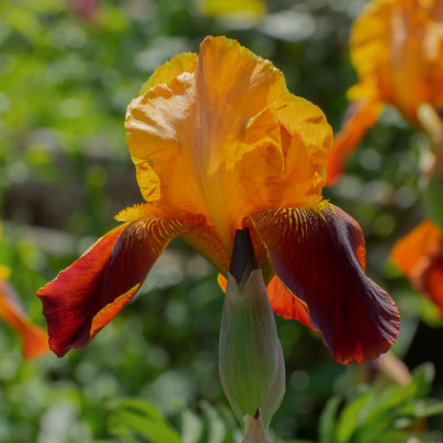 Kosatec německý oranžový - Iris germanica - hlízy - 1 ks