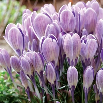 Krokus Striped Bird - Crocus tommasinianus - cibuloviny - 3 ks