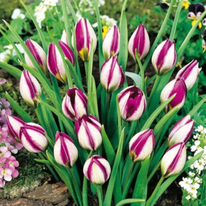 Tulipán Persian Pearl - Tulipa humilis - cibuloviny - 3 ks