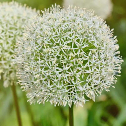 Česnek White Giant - Allium - cibuloviny - 1 ks