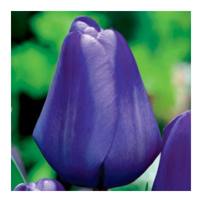 Tulipán Triumph Blue - Tulipa - cibuloviny - 3 ks