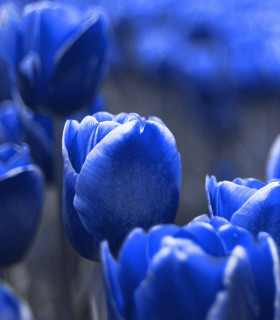 Tulipán Triumph Blue - Tulipa - cibuloviny - 3 ks