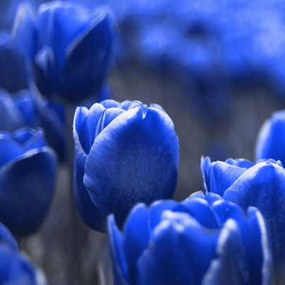 Tulipán Triumph Blue - Tulipa - cibuloviny - 3 ks