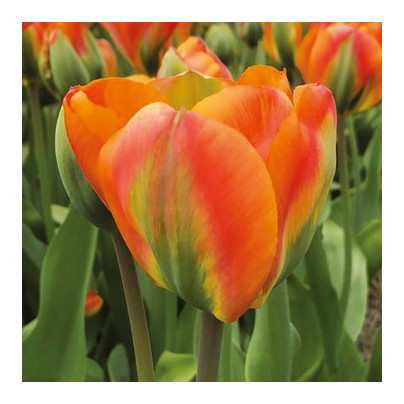 Tulipán Orange Marmelade - Tulipa - cibuloviny - 3 ks