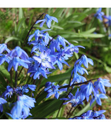 Ladoňka dvoulistá modrá - Scilla bifolia blue - cibuloviny - 3 ks