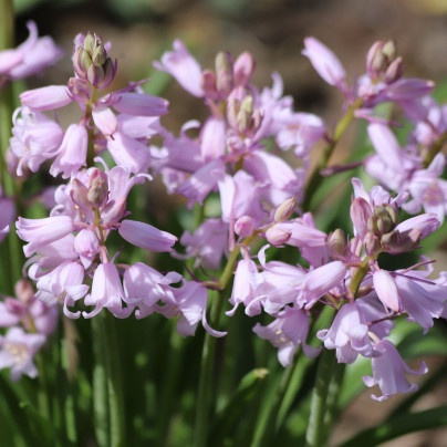 Ladoňka zvonkovitá růžová - Scilla campanulata - cibuloviny - 3 ks