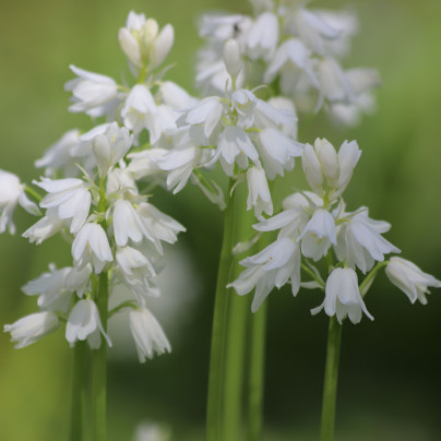 Ladoňka zvonkovitá bílá - Scilla campanulata - cibuloviny - 3 ks