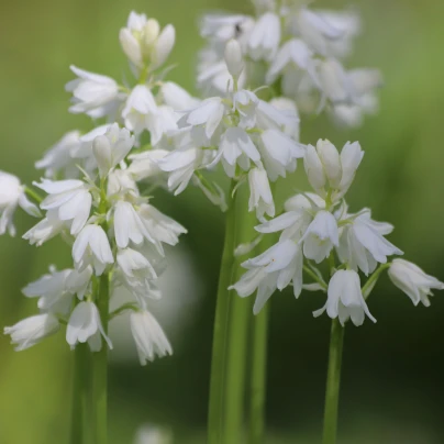 Ladoňka zvonkovitá bílá - Scilla campanulata - cibuloviny - 3 ks