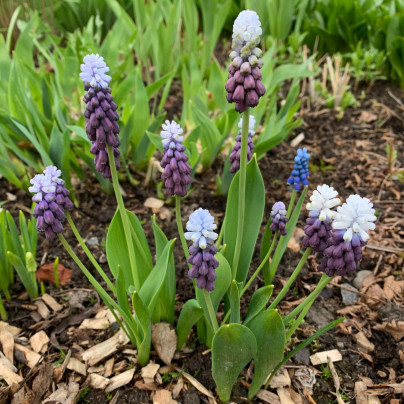 Modřenec Grape Ice - Muscari - cibuloviny - 5 ks