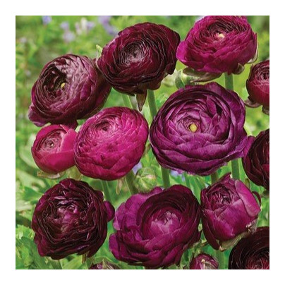 Pryskyřník Tomer Purple - Ranunculus asiaticus - cibuloviny - 3 ks