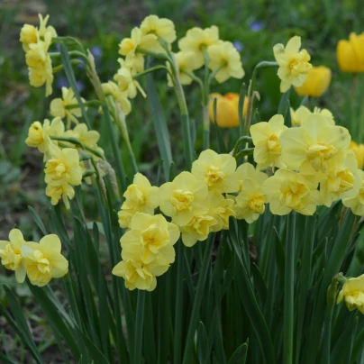 Narcis Cheerfulness - Narcissus - cibuloviny - 3 ks