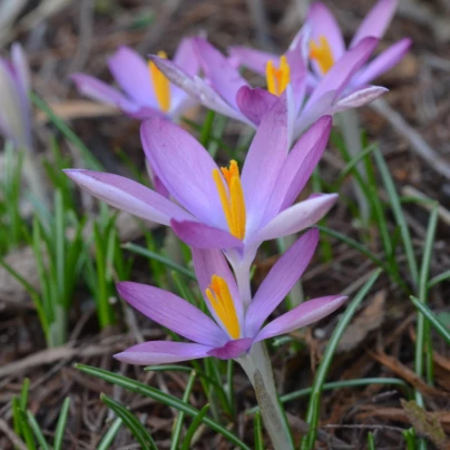 Krokus Roseus - Crocus tommasinianus - cibuloviny - 3 ks