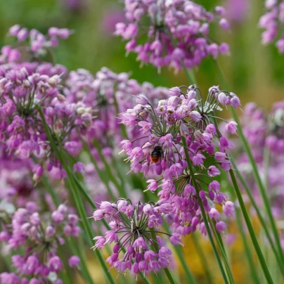 Česnek převislý - Allium cernuum - cibuloviny - 3 ks