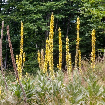 Divizna sápovitá - Verbascum phlomoides - semena - 0,1 g