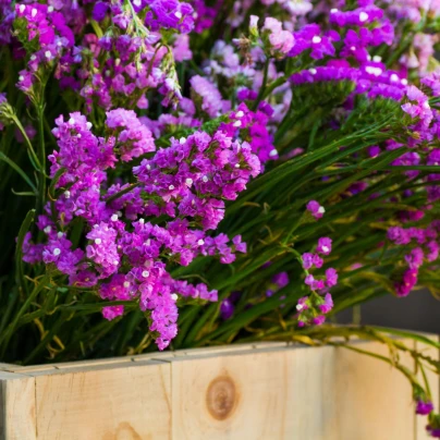 Limonka chobotnatá fialová - Limonium sinuatum - semena - 30 ks