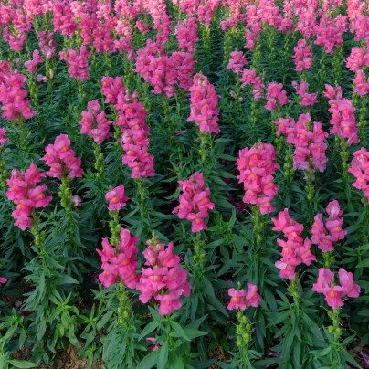 Hledík větší tmavě růžový - Antirrhinum majus - semena - 20 ks