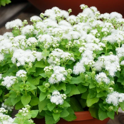 Nestařec Aloha bílý - Ageratum - semena - 20 ks