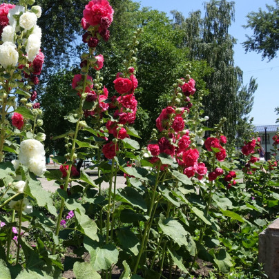 Topolovka červená - Alcea - prostokořenné sazenice - 1 ks