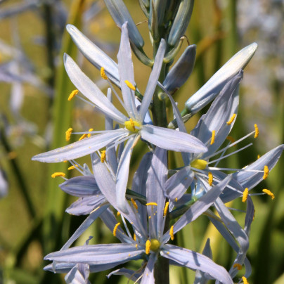 Ladoník bleděmodrý - Camassia cusickii - cibuloviny - 2 ks