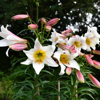 Lilie královská - Lilium regale - cibuloviny - 1 ks