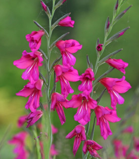 Mečík obecný - Gladiolus byzantinus - cibuloviny - 3 ks