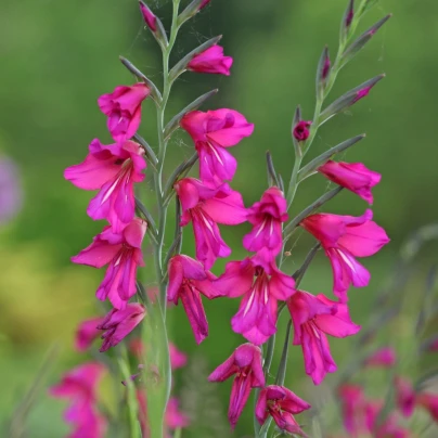 Mečík obecný - Gladiolus byzantinus - cibuloviny - 3 ks