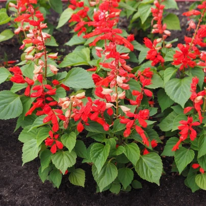 Šalvěj šarlatová Lady in Red - Salvia coccinea - semena - 10 ks