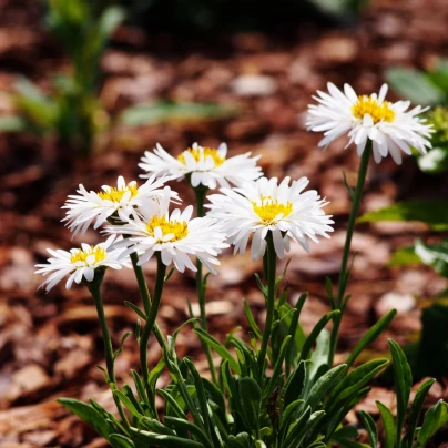 Astra alpínská bílá - Aster alpinus - semena - 50 ks