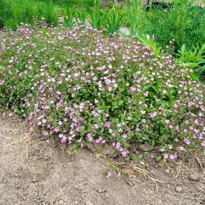 Mydlice bazalkovitá - Saponaria ocymoides - semena - 25 ks