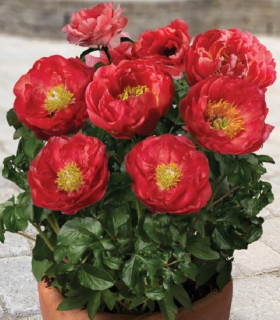 Pivoňka Patio Moscow - Paeonia lactiflora - cibuloviny - 1 ks