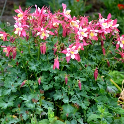 Orlíček Red Stars - Aquilegia caerulea - semena - 100 ks