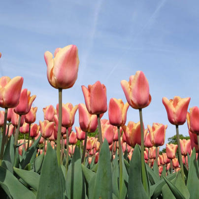 Tulipán Apricot Beauty - Tulipa - cibuloviny - 3 ks