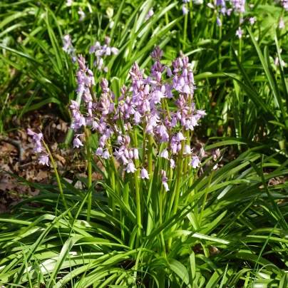 Hyacintovec španělský růžový - Hyacinthoides hispanica - cibuloviny - 5 ks