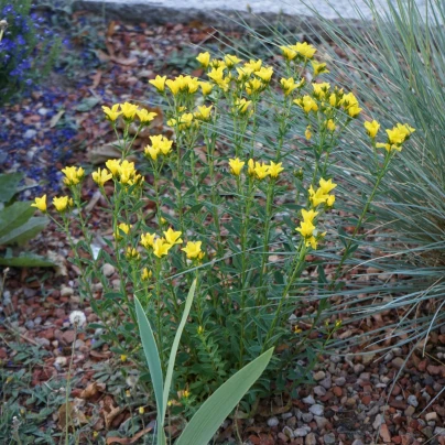 Len žlutý - Linum flavum - semena - 100 ks