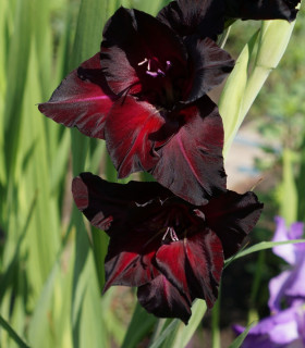 Mečík Black Surprise - Gladiolus - cibuloviny - 3 ks