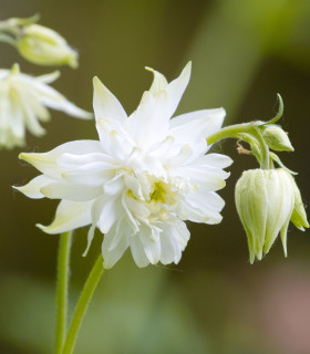 Orlíček plnokvětý bílý - Aquilegia - prostokořenné sazenice - 1 ks