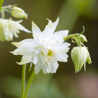 Orlíček plnokvětý bílý - Aquilegia - prostokořenné sazenice - 1 ks