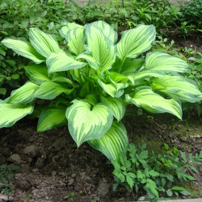 Funkie - Bohyška - Hosta Albopicta - cibuloviny - 1 ks