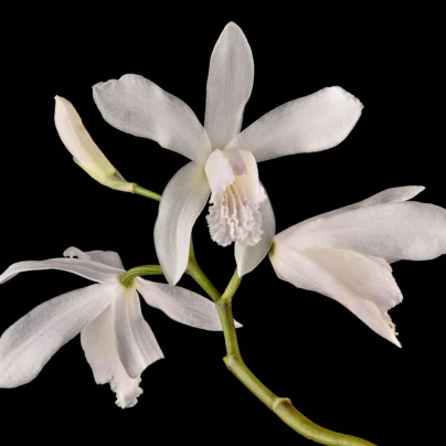 Orchidej vzpřímená bílá - Bletilla striata alba - cibuloviny - 1 ks