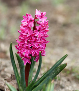 Hyacint Miss Saigon - Hyacinthus - cibuloviny - 1 ks