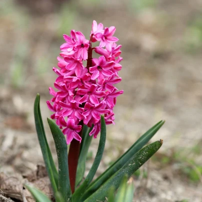 Hyacint Miss Saigon - Hyacinthus - cibuloviny - 1 ks