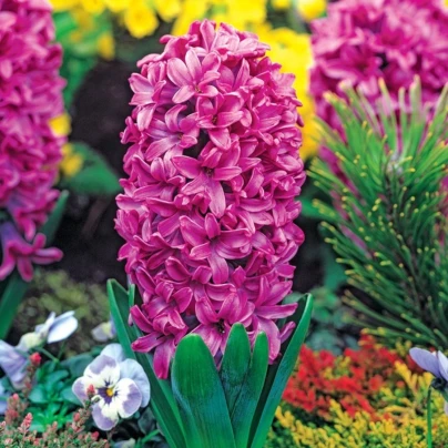 Hyacint Miss Saigon - Hyacinthus - cibuloviny - 1 ks