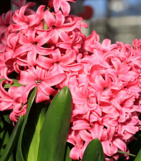 Hyacint Pink Pearl - Hyacinthus - cibuloviny - 1 ks